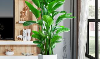 最容易养活的室内植物 好养的室内绿植